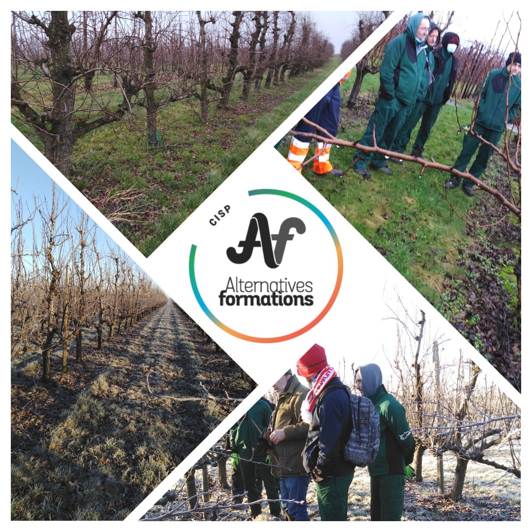 Taille arbres fruitiers